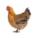 载禾 黎香湖老母鸡 养殖12个月 土鸡 仅限主城配送 2-2.5斤/只