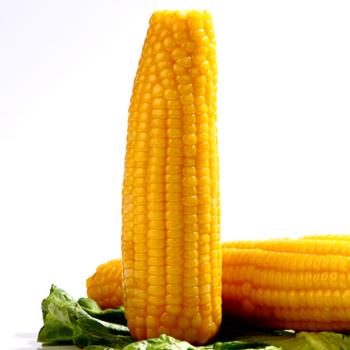 【谷芯源】 逅甜黄糯玉米 10穗