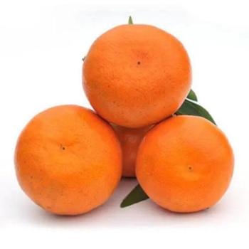 微徕福 明日见柑橘新鲜自家果园现摘现发 5斤大果（单果70g以上）