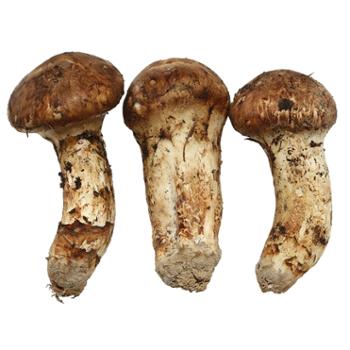 智圆 香格里拉新鲜松茸 7-9cm 新鲜菌菇 500g