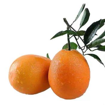 渝橙源江 奉节脐橙当季精品鲜橙 中大果20斤（70-85mm）