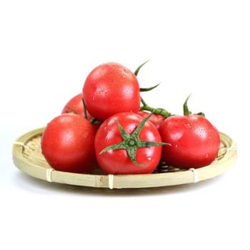 伊果农业 现摘山东海阳普罗旺斯西红柿 5斤装大果